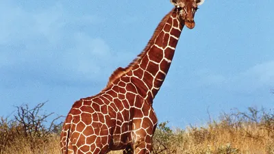 Giraffe Englisch